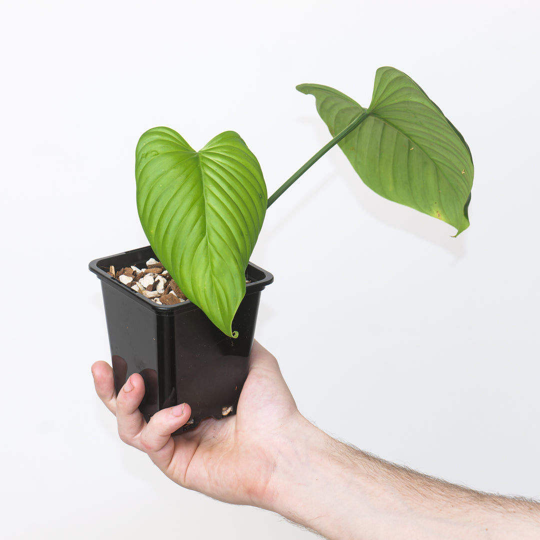 Philodendron rubrocinctum 'Red' 9cm Plants GrowTropicals