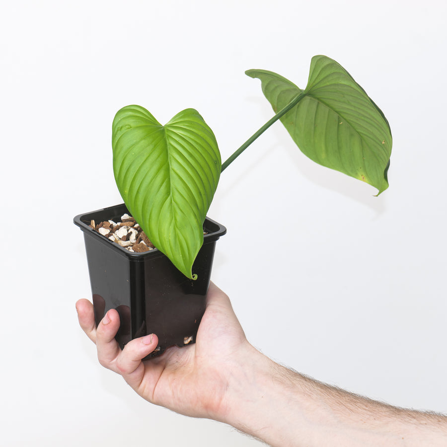 Philodendron rubrocinctum 'Red' 9cm Plants GrowTropicals