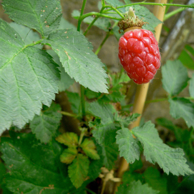 Ripening red tayberry fruit on the cane with fresh green foliage