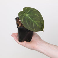 Anthurium Ruby Zoisite AU × Dressleri Indo Type