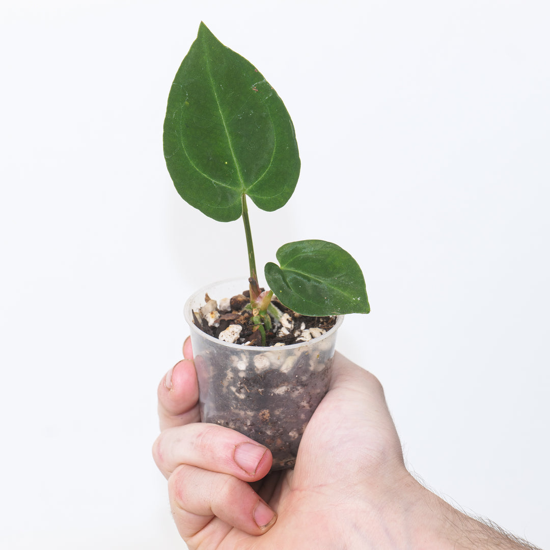 Anthurium ‘Ruby Zoisite’ × ‘Dressleri Indo’ Plants GrowTropicals