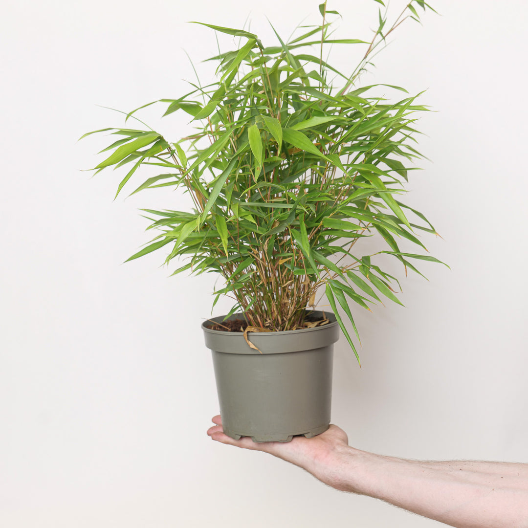 Fargesia rufa Plants - Outdoor GROW TROPICALS