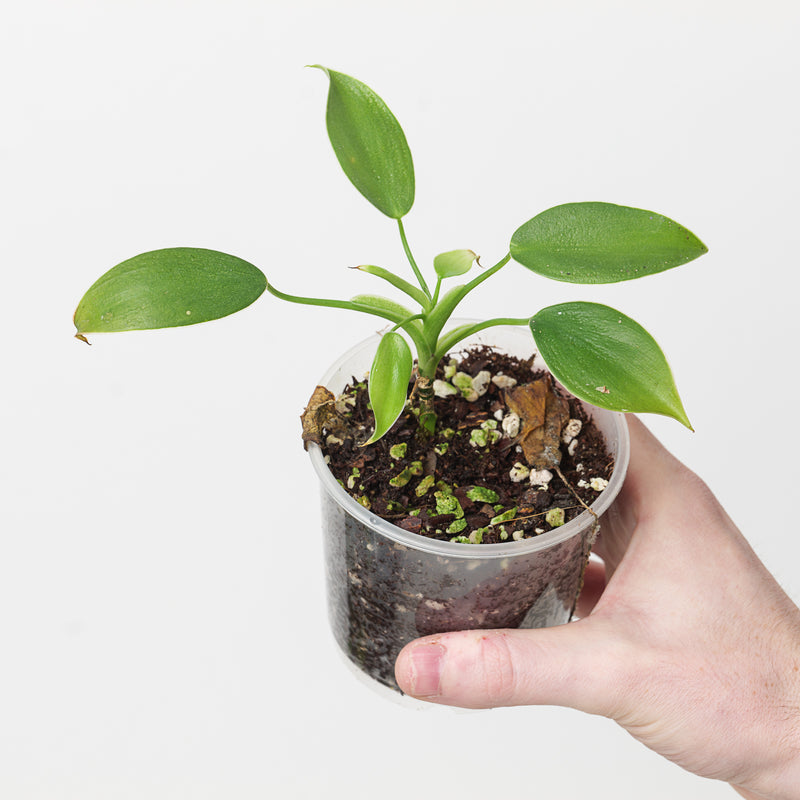Philodendron 'Rugosum' — 9cm