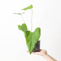 Anthurium rugulosum