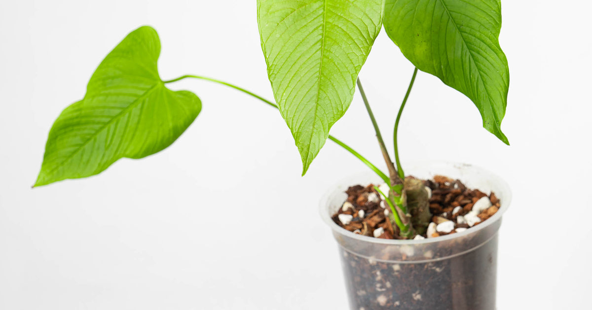Anthurium rugulosum | Plants