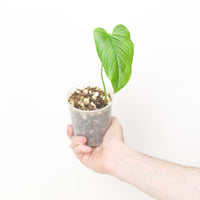 Anthurium rugulosum 'Lluruqui'