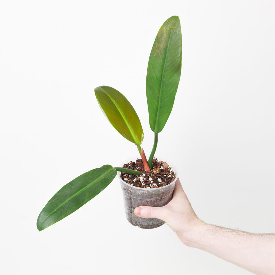 Philodendron ruizii (aff bicolor) - GROW TROPICALS