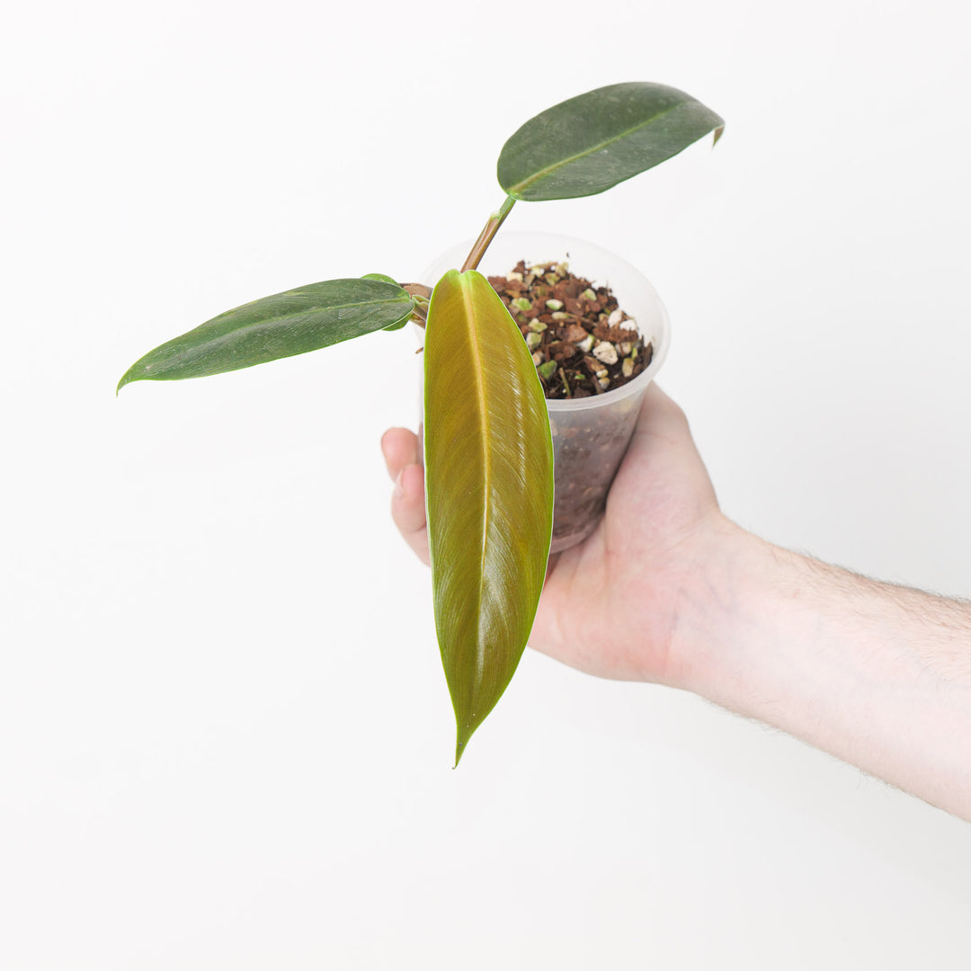 Philodendron ruizii (aff bicolor) 9cm Plants GrowTropicals