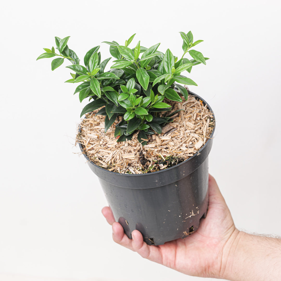 Sarcococca ruscifolia (Fragrant Sweet Box) Plants - Outdoor GROW TROPICALS