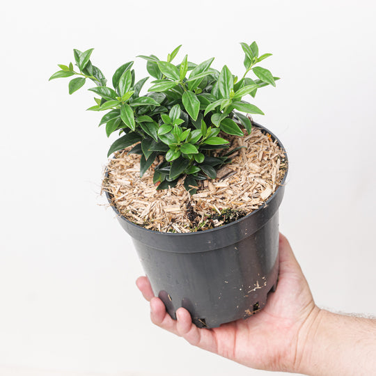 Sarcococca ruscifolia (Fragrant Sweet Box) Plants - Outdoor GROW TROPICALS