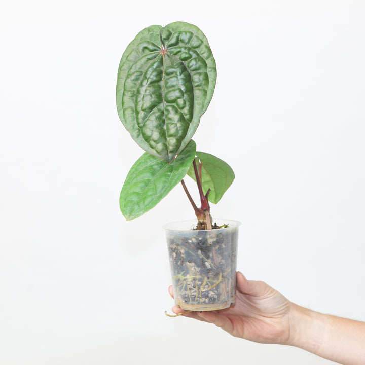 Anthurium RVDP x luxurians #54 Plants GrowTropicals