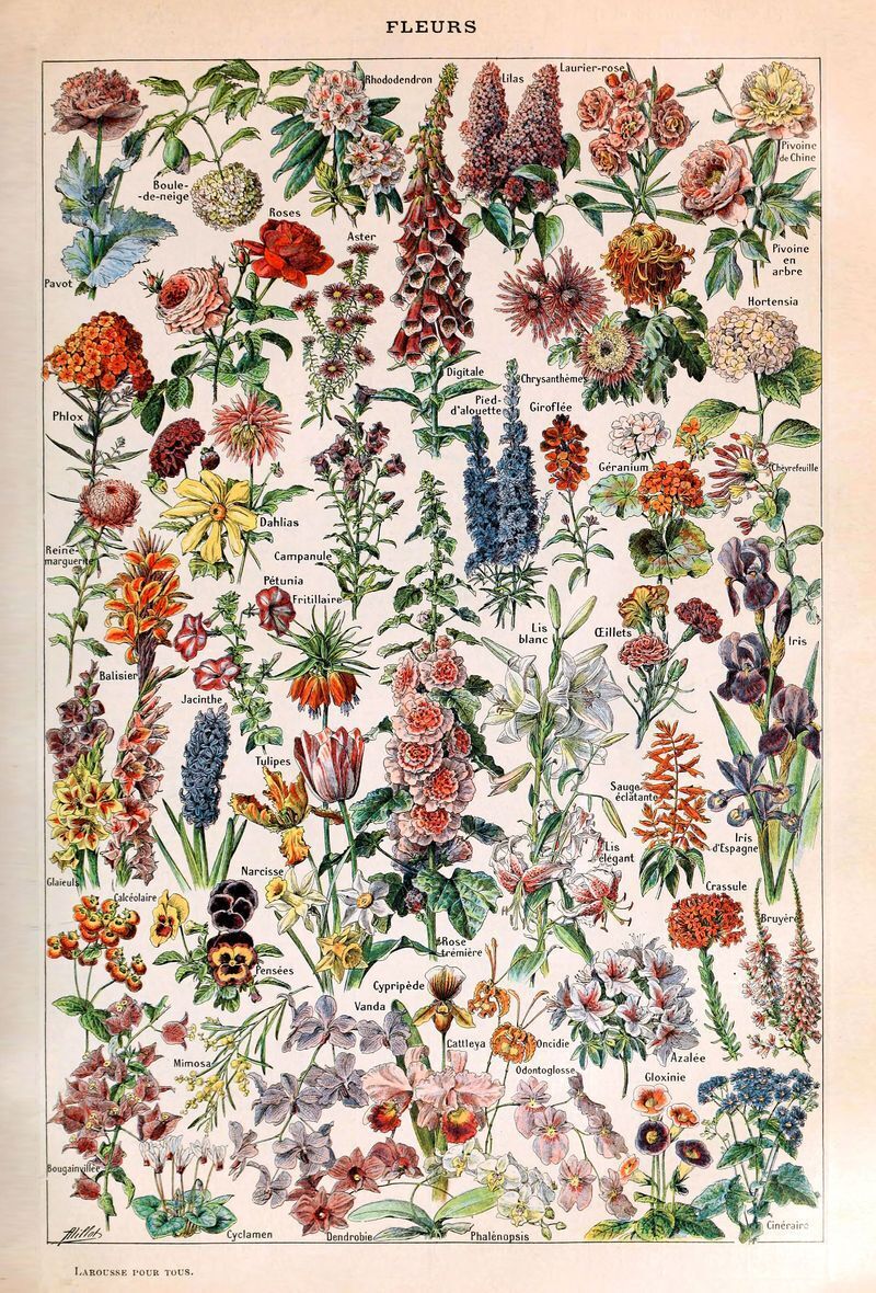Adolphe Millot Vintage Botanical Art Tote Bag — Default Title