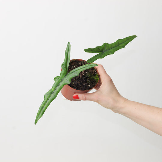 Alocasia sp Sulawesi 'Sabrina Narrow' 10.5cm Plants GrowTropicals