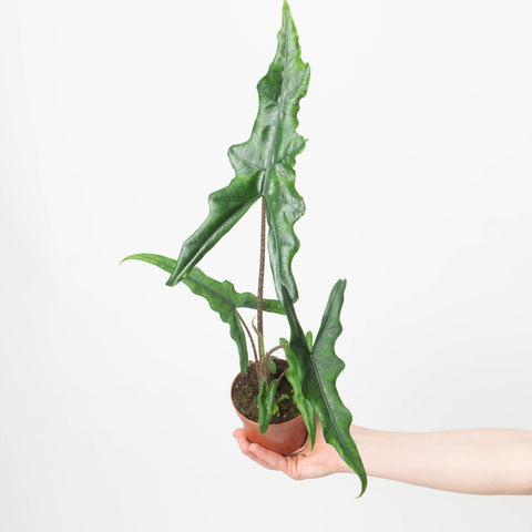 Alocasia sp Sulawesi 'Sabrina Narrow' 8cm Plants GrowTropicals
