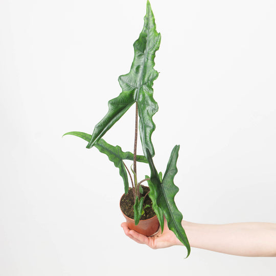 Alocasia sp Sulawesi 'Sabrina Narrow' 8cm Plants GrowTropicals