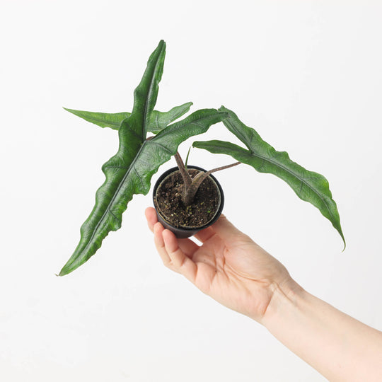 Alocasia sp Sulawesi 'Sabrina Narrow' 6cm Plants GrowTropicals