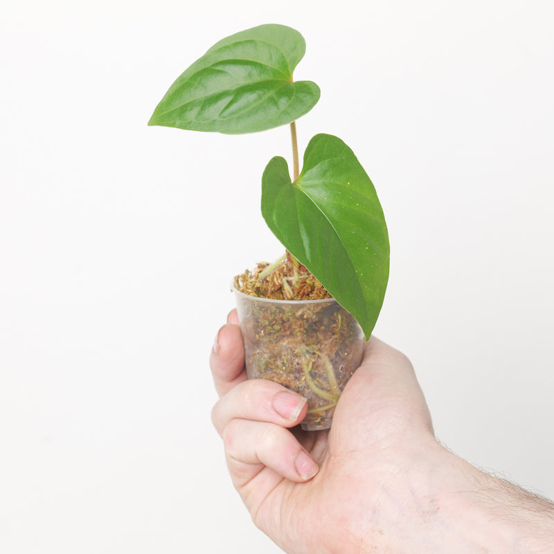 Anthurium Sagittatum Plants GrowTropicals