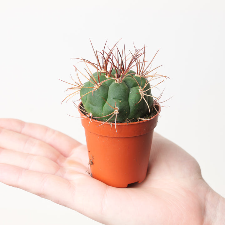 Gymnocalycium saglionis - GROW TROPICALS