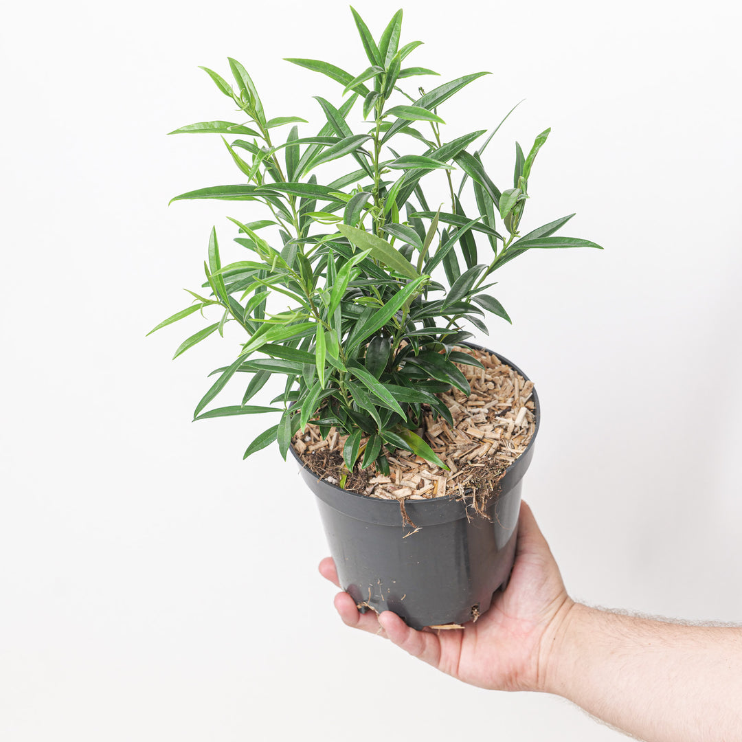 Sarcococca saligna (Willow-leaf Sweet Box) Plants - Outdoor GROW TROPICALS