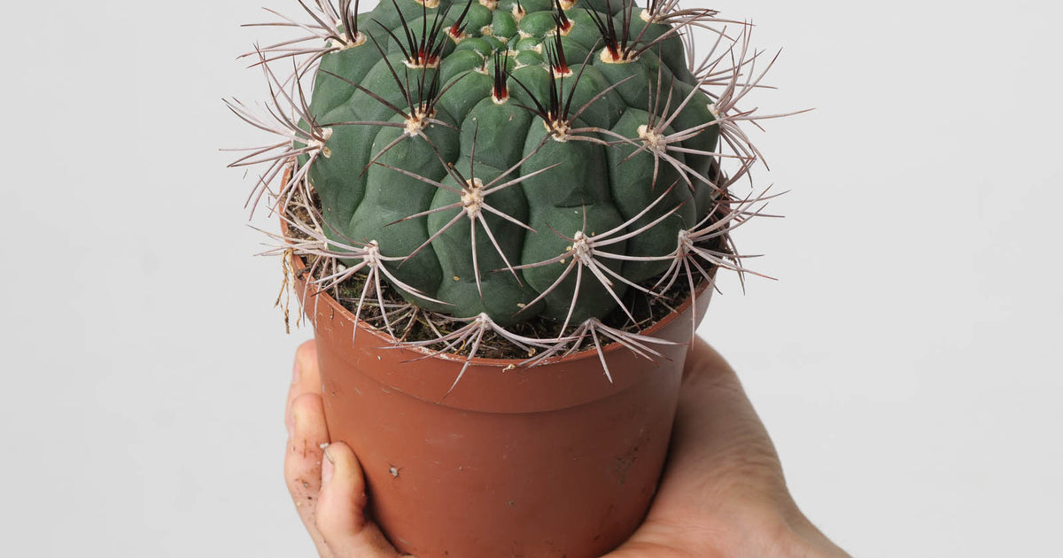 Gymnocalycium saglionis | Plants