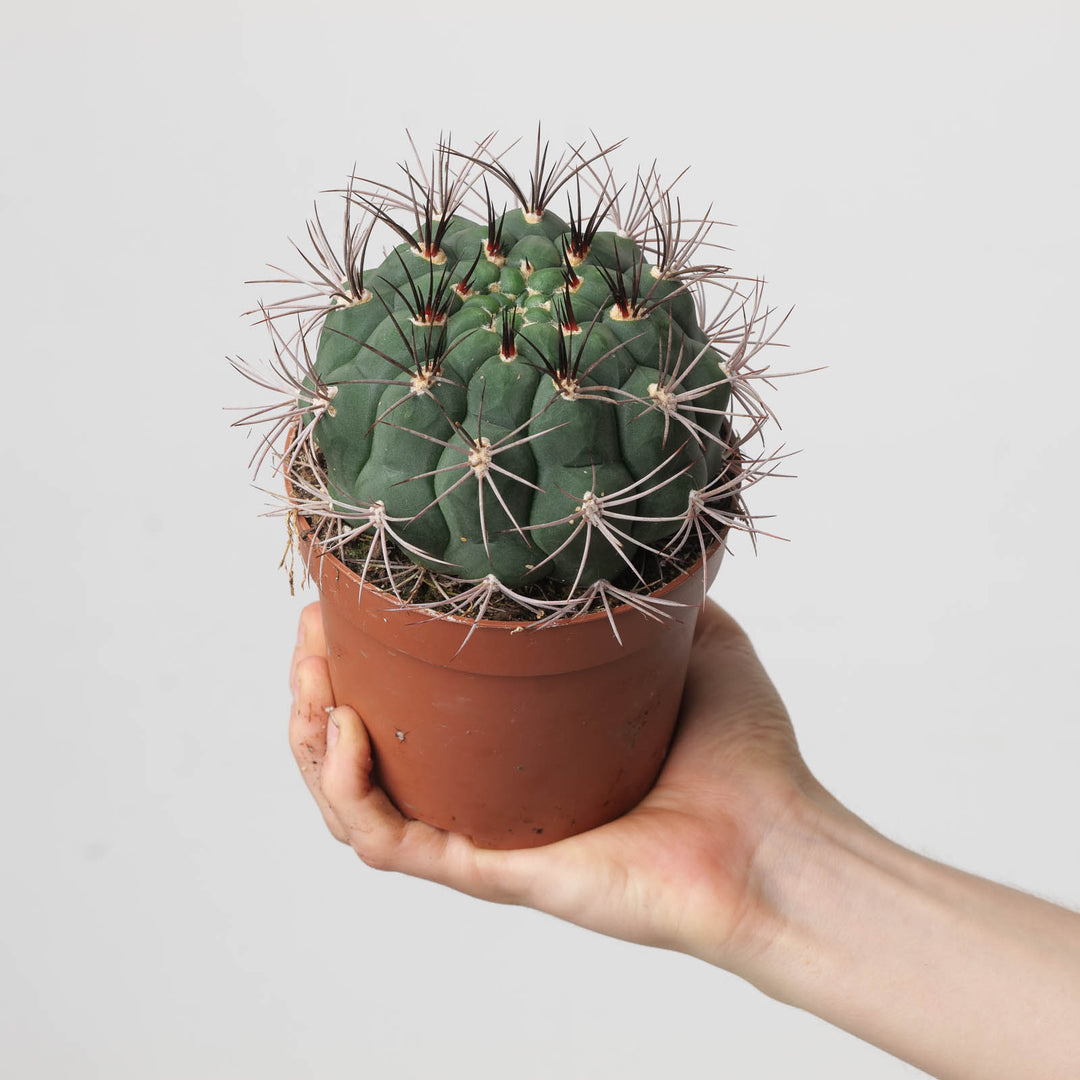 Gymnocalycium saglionis - GROW TROPICALS