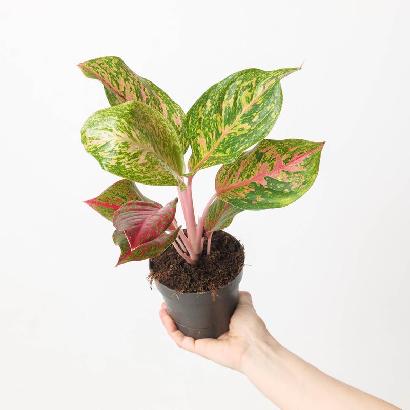 Aglaonema 'Samba Red' Plants GrowTropicals