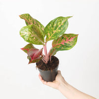 Aglaonema 'Samba Red'