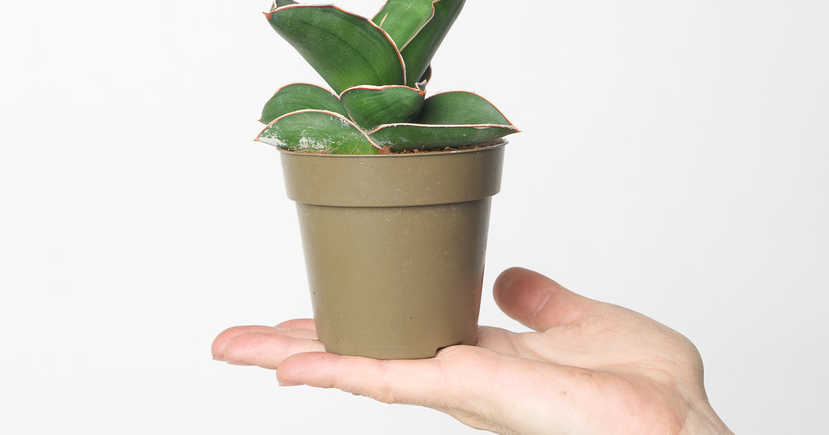 sansevieria ehrenbergii samurai Sansevieria ehrenbergii 'Samurai' | Plants