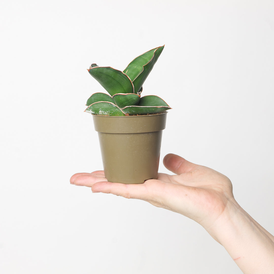 Sansevieria ehrenbergii 'Samurai' Plants GrowTropicals