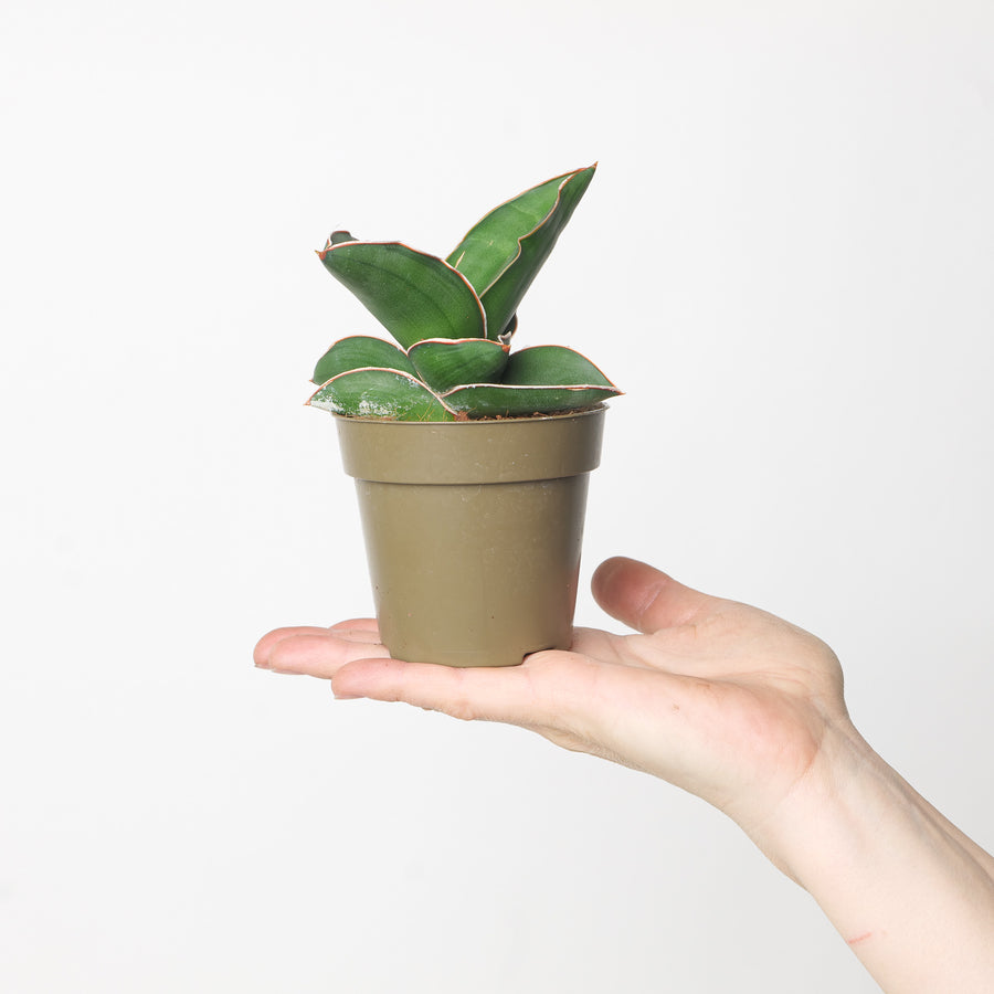 Sansevieria ehrenbergii 'Samurai' Plants GrowTropicals