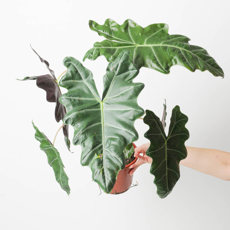 Alocasia sanderiana — 17cm Imperfect