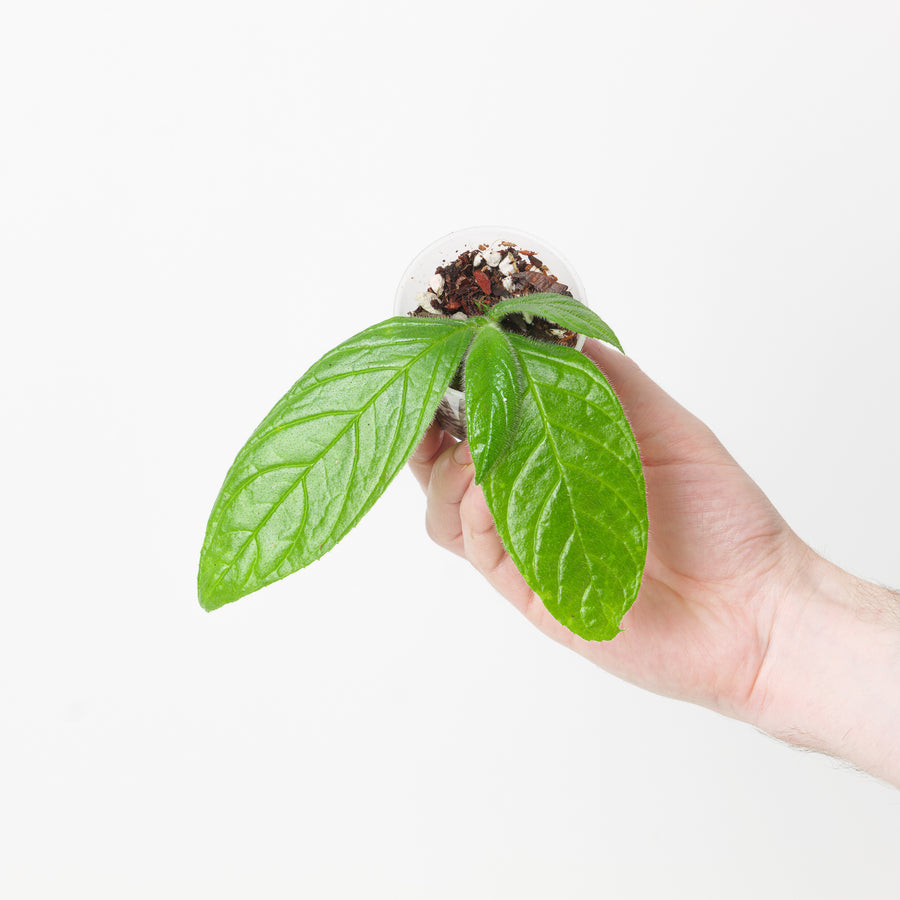 Columnea sanguinea - GROW TROPICALS