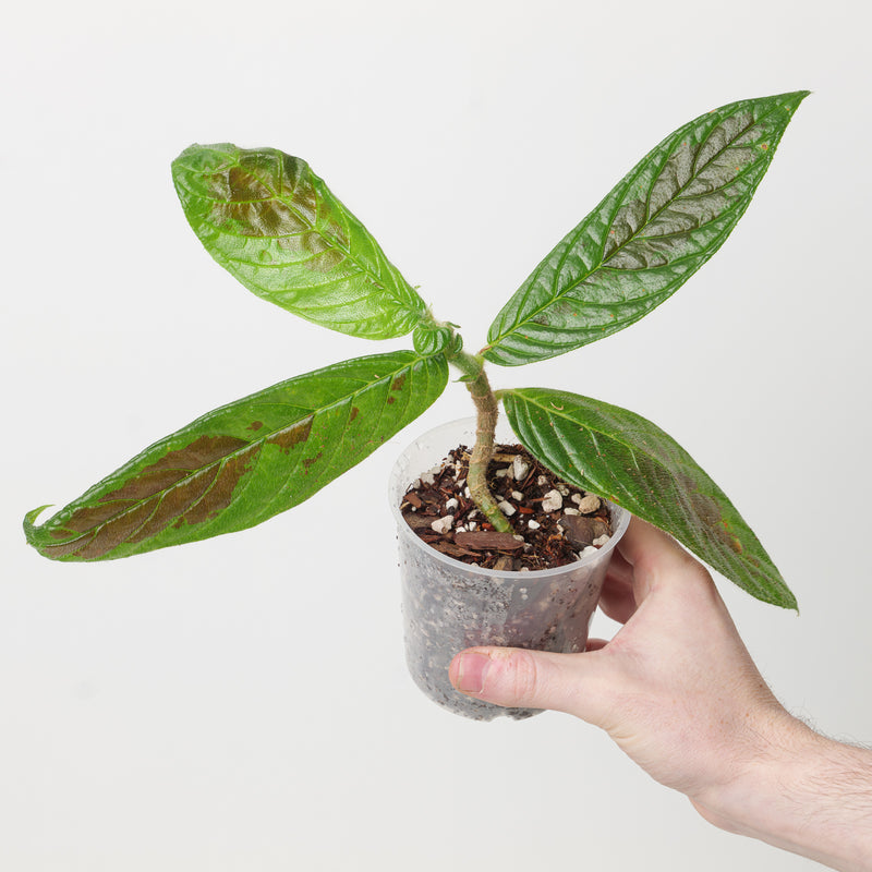 Columnea sanguinea Plants GrowTropicals