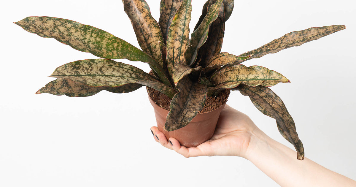 snake plant coppertone Sansevieria Star Canyon Granite | Sansevieria Coppertone | Plants