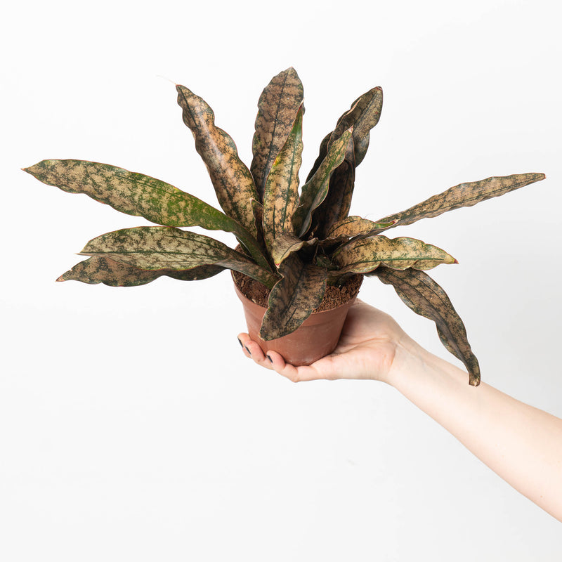 Sansevieria Star Canyon Granite | Sansevieria Coppertone 12cm Large Plants GrowTropicals