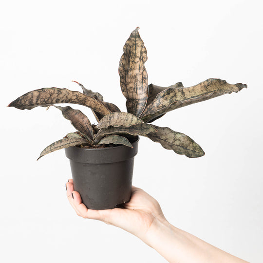 Sansevieria Star Canyon Granite | Sansevieria Coppertone 12cm Plants GrowTropicals