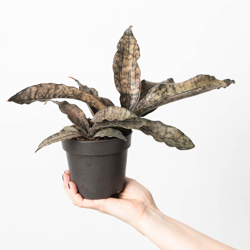 Sansevieria Star Canyon Granite | Sansevieria Coppertone — 12cm