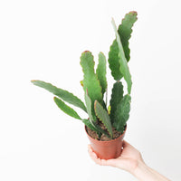 Ephiphyllum 'Sarah Courant'