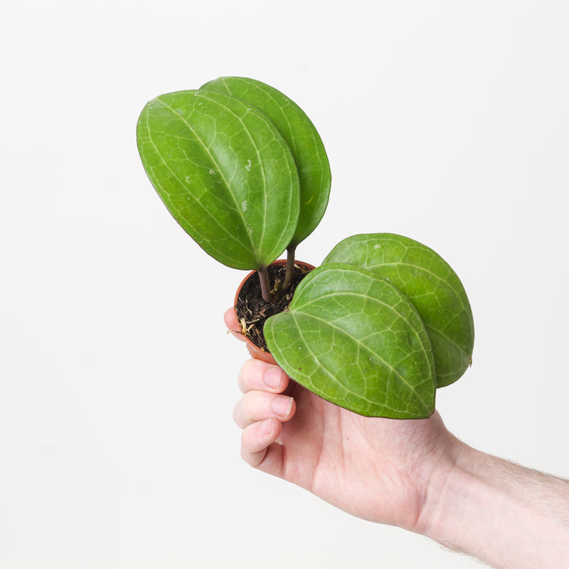 Hoya 'Sarawak Cream' Plants GrowTropicals