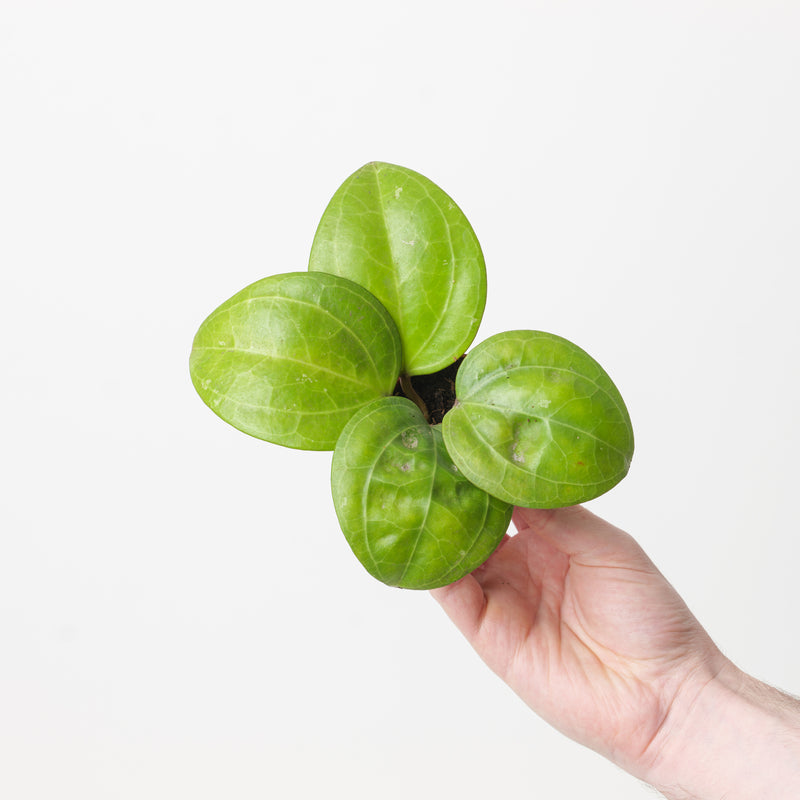 Hoya 'Sarawak Cream' Plants GrowTropicals
