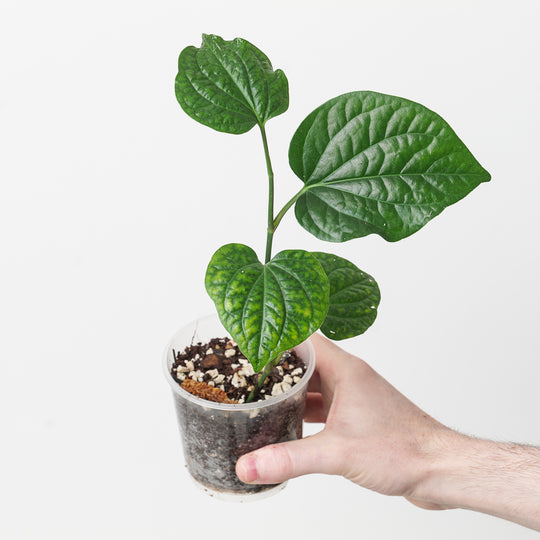 Piper sarmentosum 9cm Plants GrowTropicals