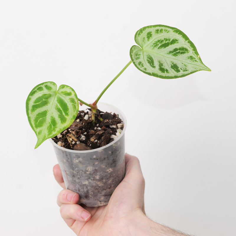Anthurium 'Silver Blush' x 'Dorayaki' — 9cm