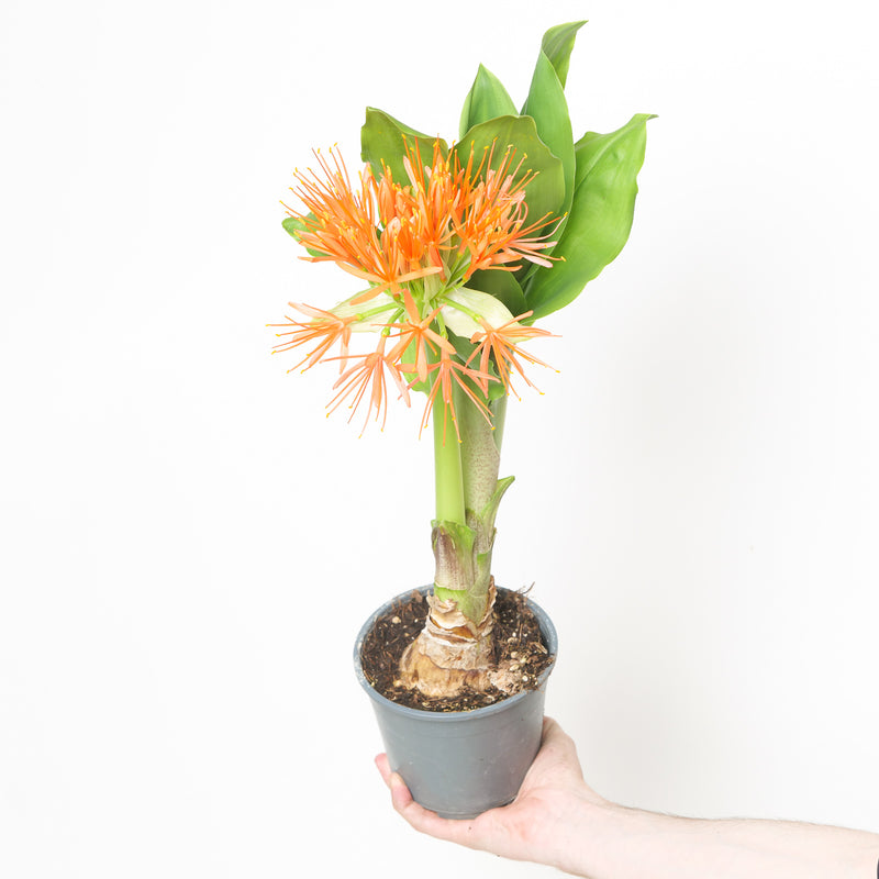 Scadoxus multiflorus Plants GROW TROPICALS