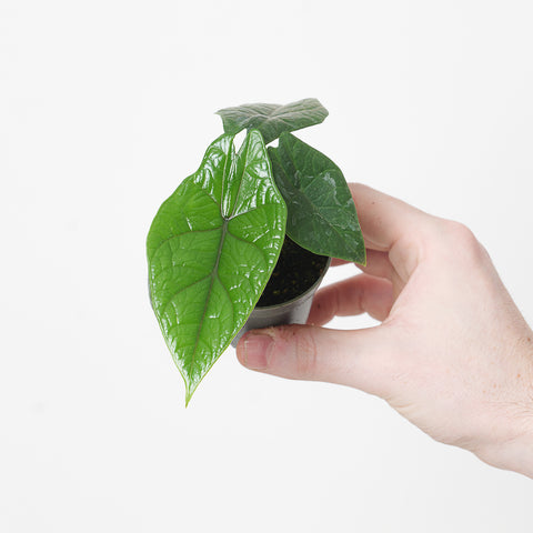 Alocasia scalprum 6cm Plants GrowTropicals