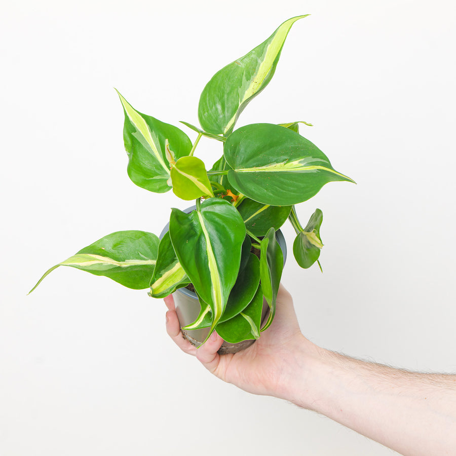Philodendron scandens 'Silver Stripe' Plants GrowTropicals