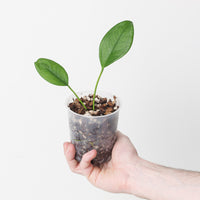 Anthurium scandens