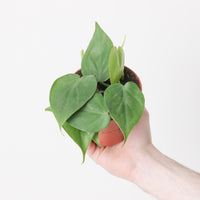 Philodendron hederaceum 'Scandens'