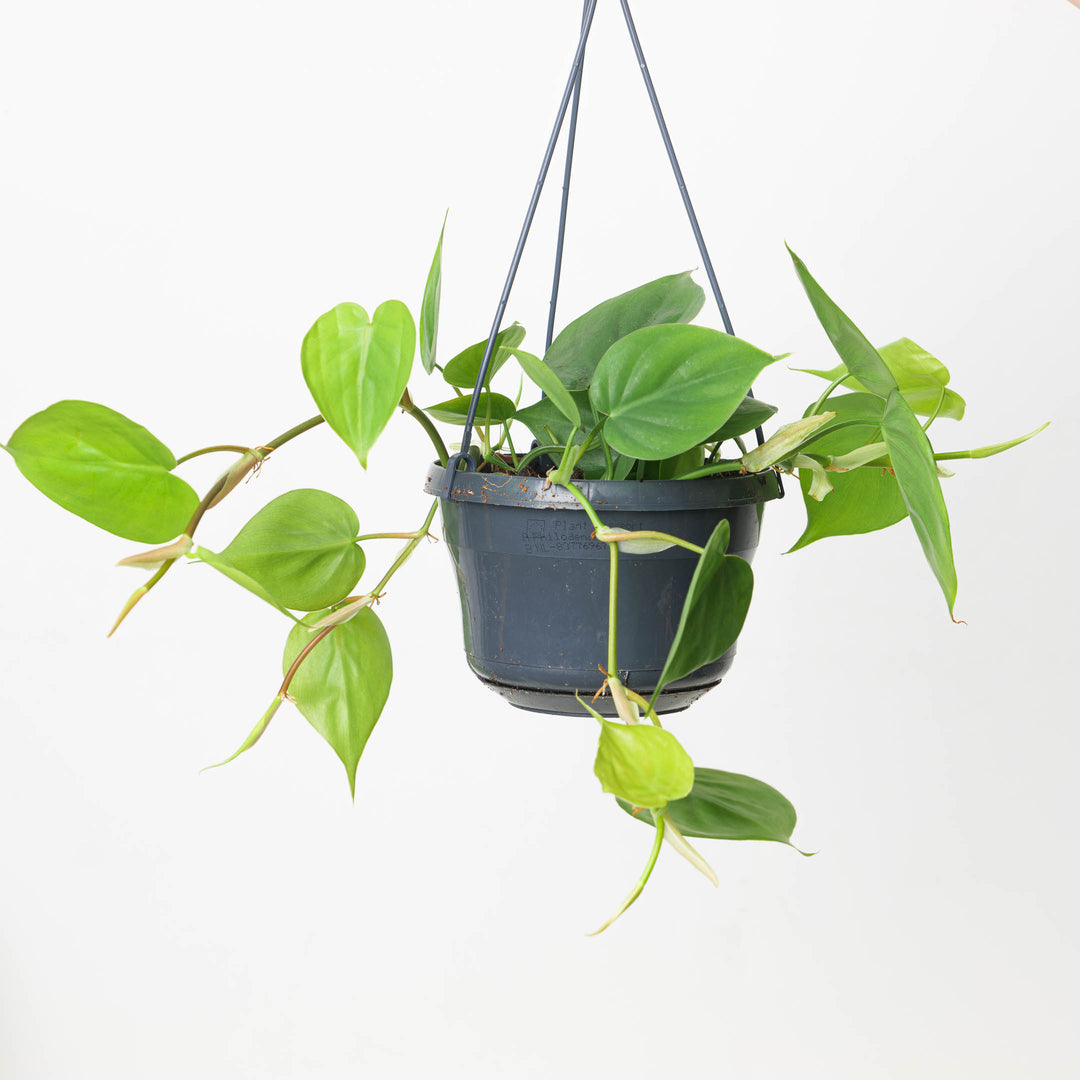philodendron scandens green Philodendron hederaceum 'Scandens' | Plants