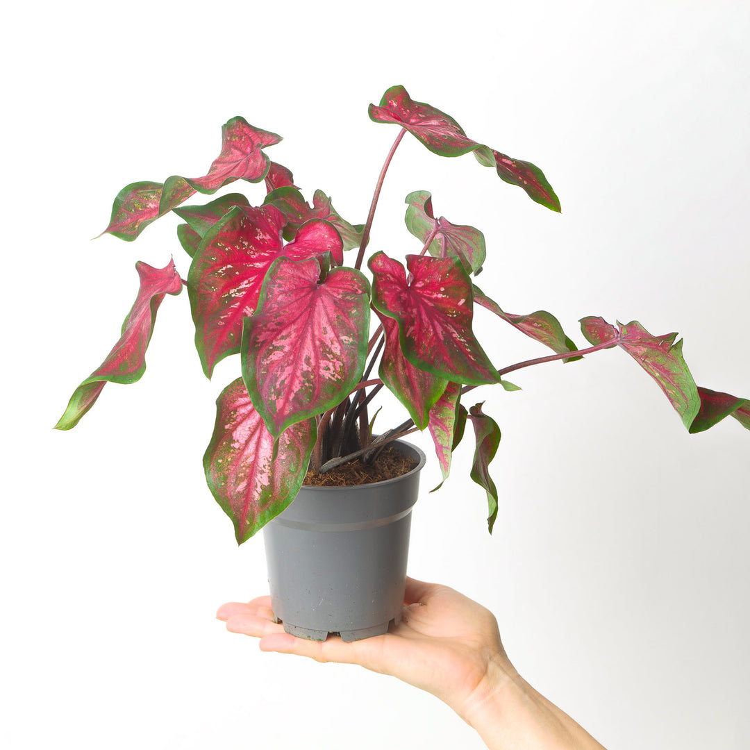 caladium potted plant Caladium Scarlet Flame | Plants
