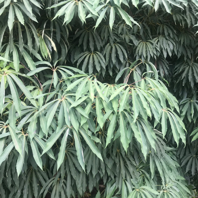Schefflera taiwaniana | Heptapleurum taiwanianum Plants - Outdoor GROW TROPICALS